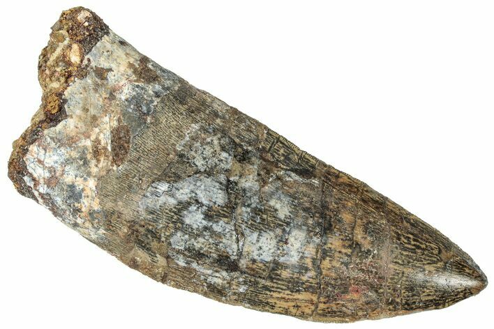 Serrated Carcharodontosaurus Tooth - Huge Dinosaur Tooth #322012